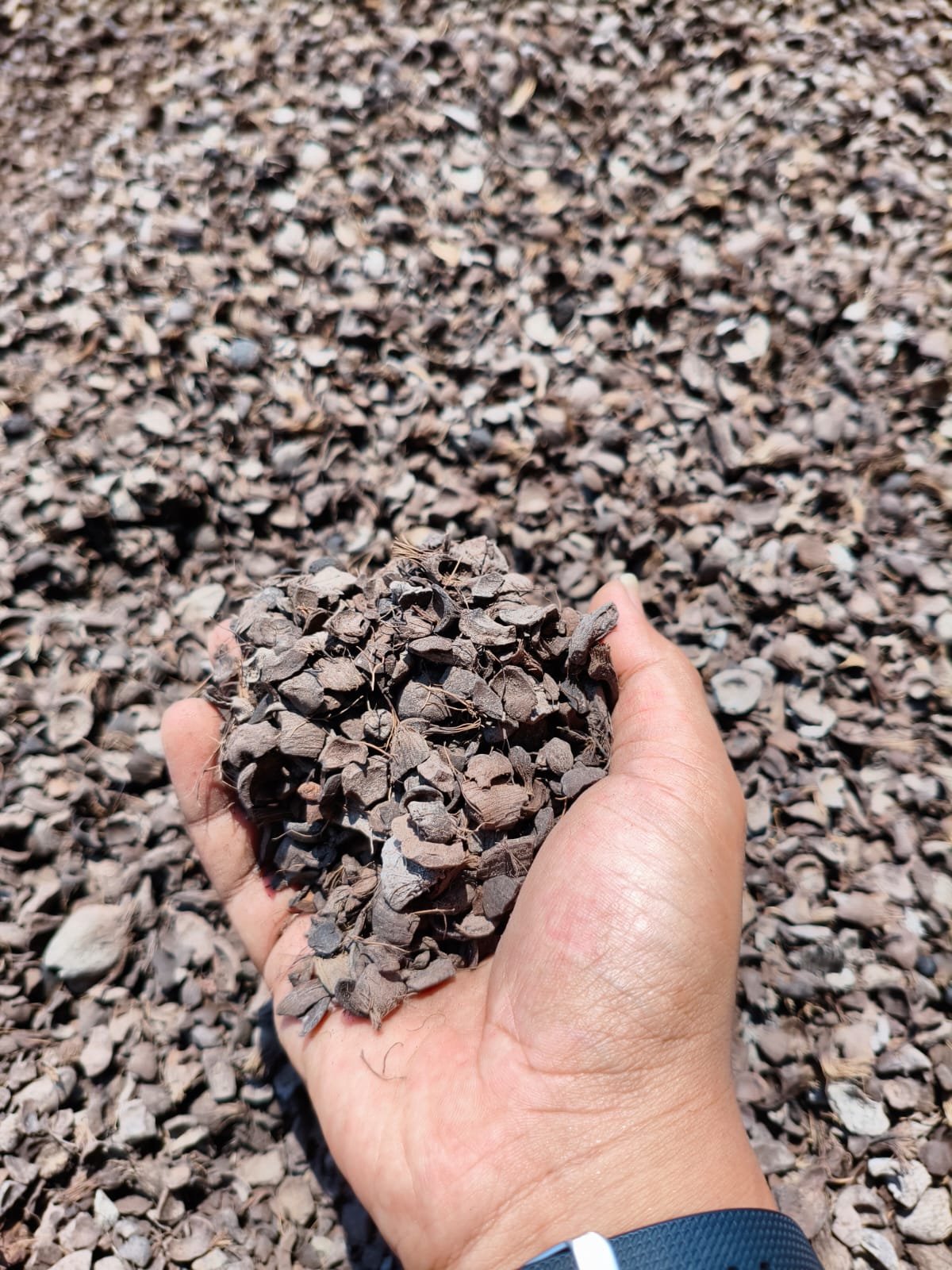 Palm Kernel Shell